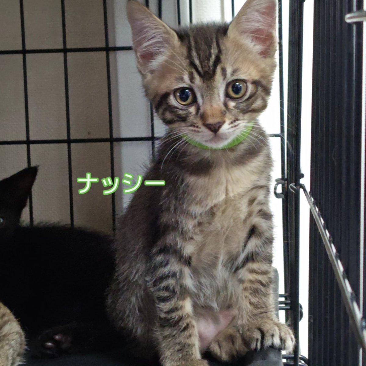 somasomaneko's tweet photo. びわちゃんファミリーの息子達
ママが上手に子育てしてくれているから
日々、元気に成長中

るみ＆ムギよりも体重が思いかな https://t.co/G4sBgpCY6Q
