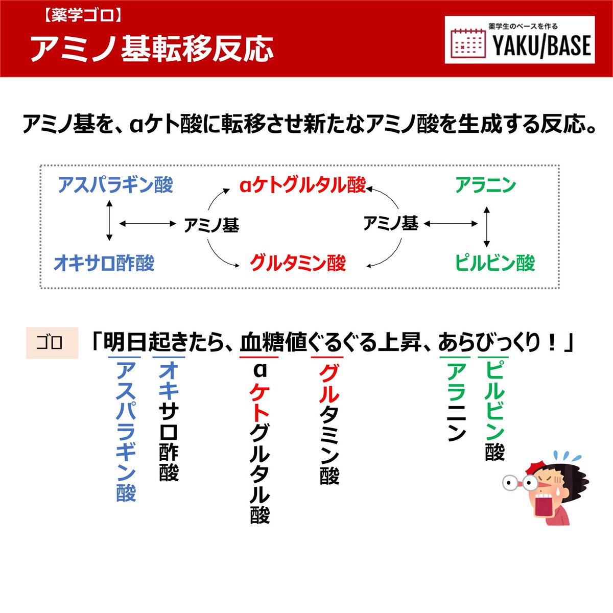 Bashipharma's tweet photo. 答えは③グルタミン酸です。正答率は55%と平均的でしたね！

アスパラギン酸のアミノ基をαケトグルタル酸に転移させることで、グルタミン酸が生成します。
(アスパラギン酸はオキサロ酢酸になります)
転移の仕方は重要なので覚えておきましょう！ https://t.co/Xqvy2SWdAg