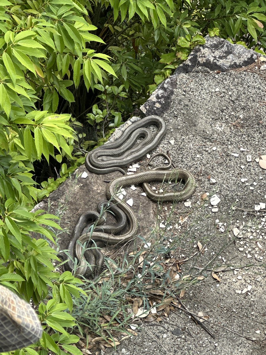 hirokoabe123's tweet photo. 竹生島に到着したら、巳🐍さまがお出迎えしてくださいました🙏 https://t.co/CqnqIyT3NH
