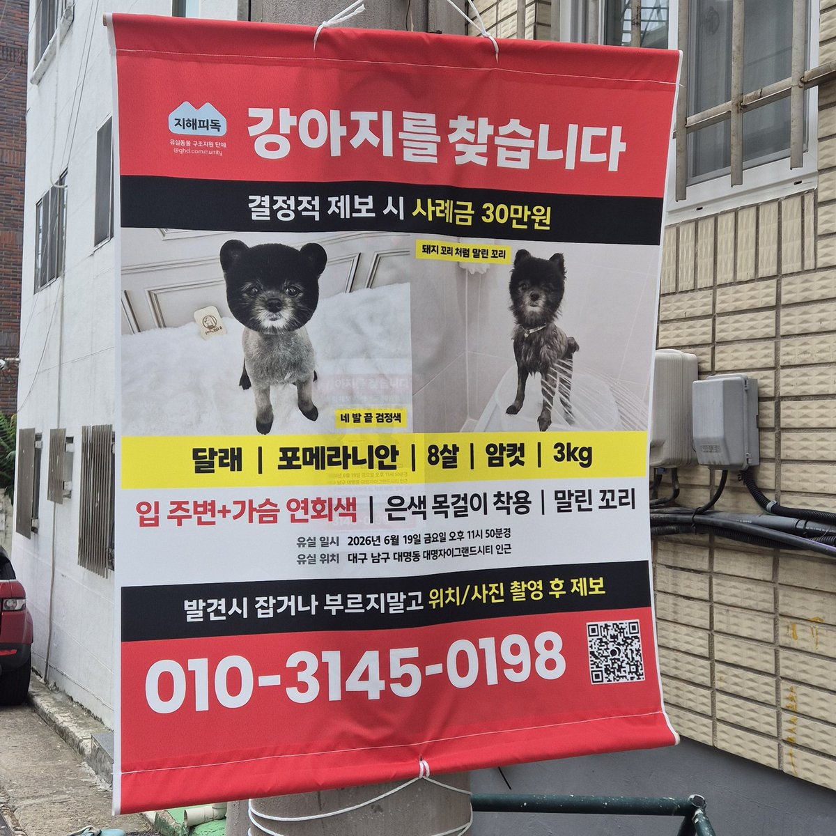 inu_819's tweet photo. 강아지 찾아요🥹🥹 https://t.co/WdDWbpCLyi