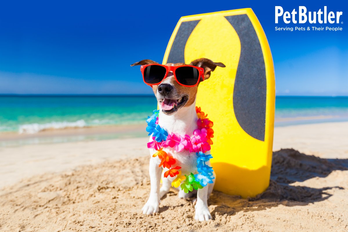 pbfranchises's tweet photo. Summer is here! For Pet Butler franchise owners, that means peak season. Longer days and more time outside drive consistent demand for pet services, creating opportunity for recurring revenue and growth. ☀️ Learn more: https://t.co/6bdqr7BgE7 #FirstDayOfSummer #RecurringRevenue https://t.co/7duNBOSQe6
