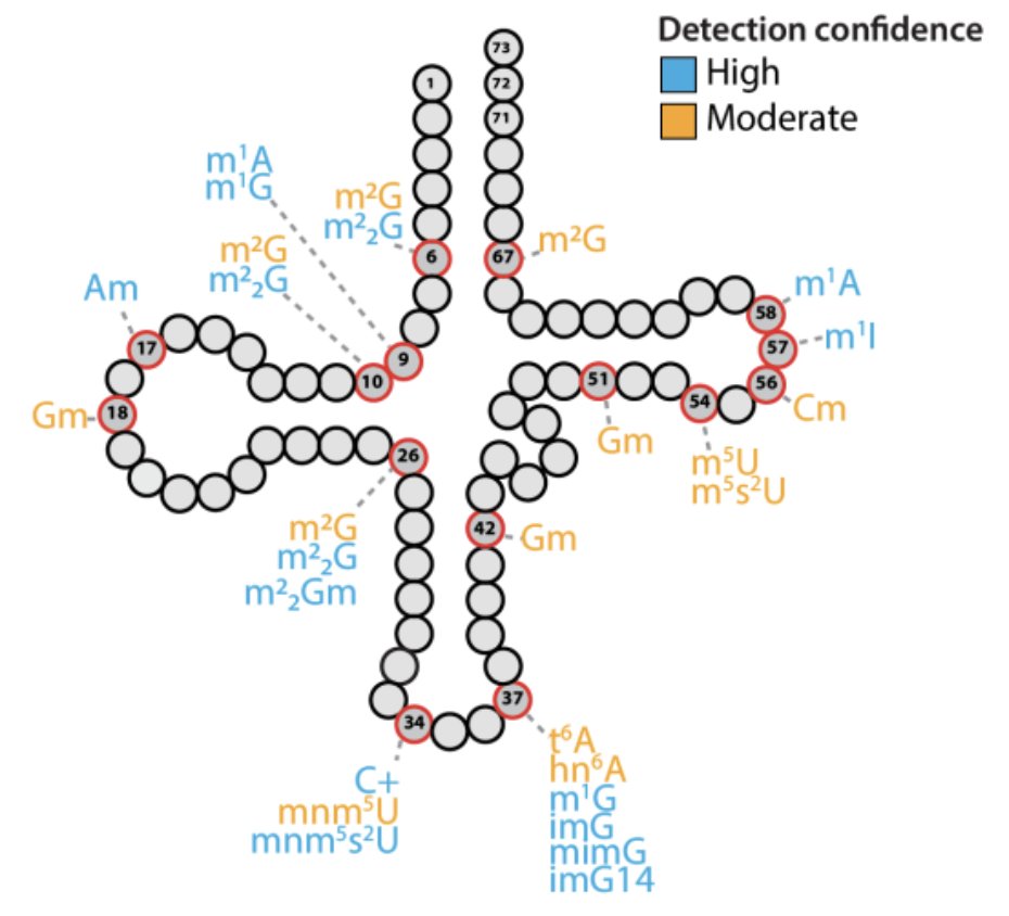 UCSCtRNA's tweet photo. Learn about #tRNA #modification across archaeal species in our new paper

OTTR-seq profiling reveals dynamic tRNA modification landscapes across diverse archaeal species
https://t.co/hbmo4d6kqQ

Leavitt et al. Genome Biology (2026) https://t.co/luwXLS1n2w