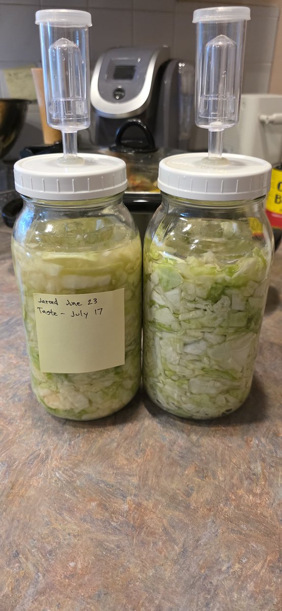 oovchook's tweet photo. Cluck ye been too long since I made sauerkraut https://t.co/eW63vR9AAp