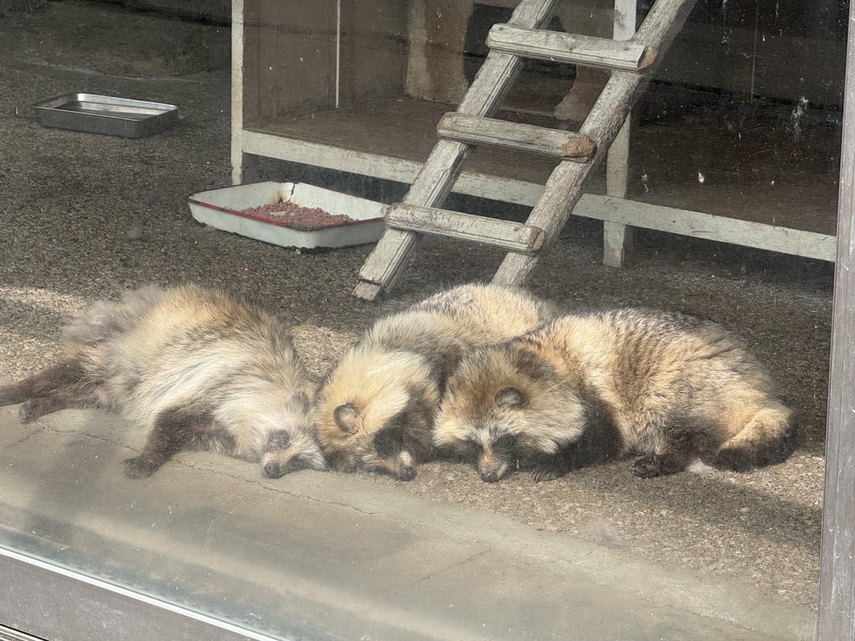 Cheng-Ren🦊🐺 (@chengren21) / Posts / X