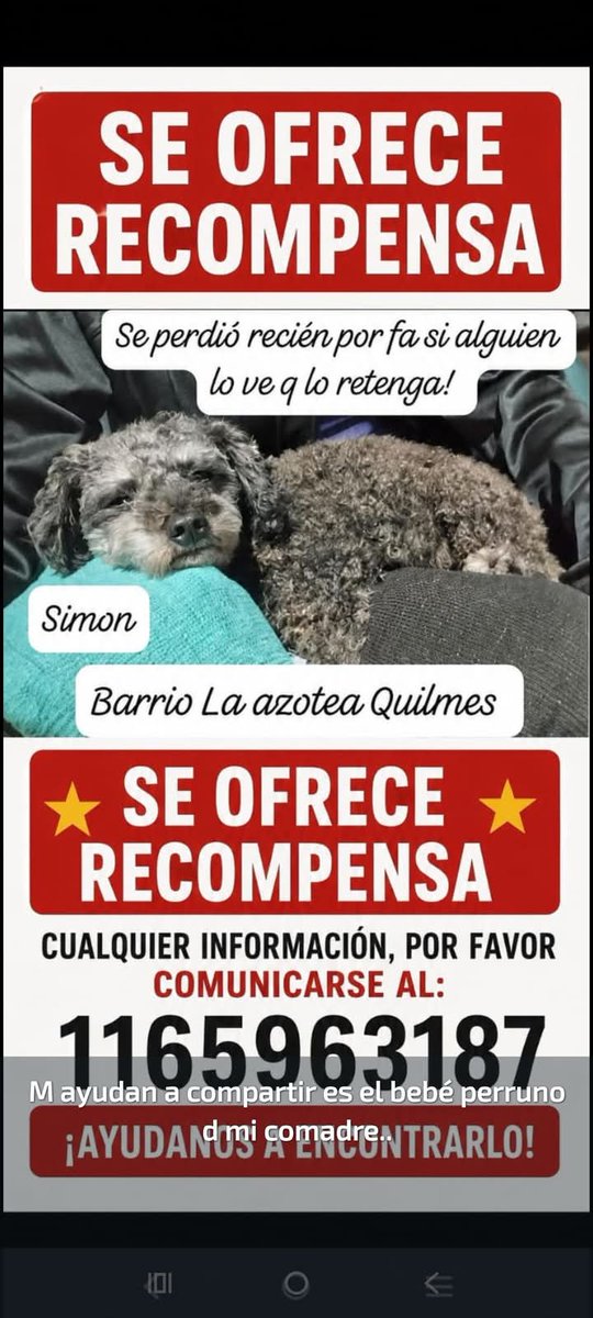 jimenadequilmes's tweet photo. Si alguien está reteniendo a SIMÓN, COMUNICARSE POR FAVOR!!!💞 SU FAMILIA LO ESTÁ BUSCANDO!!!🙏🥹💓 Desde ya, muchas gracias!!!🐶🤗❤️ #Quilmes #LaAzotea #PerroPerdido https://t.co/G6gy5HmJ8k
