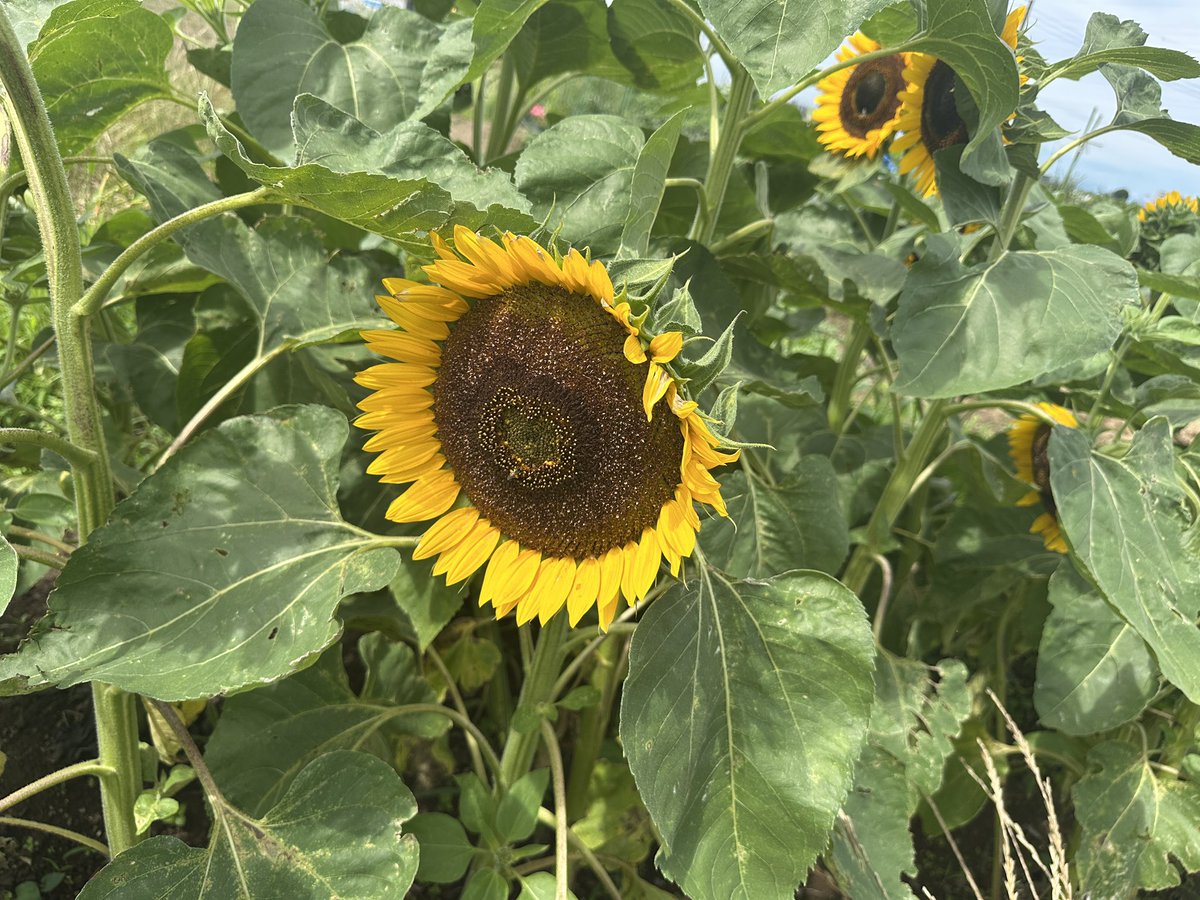 ✴︎ひまわり✴︎ Post by 松本大輔\DAISUKE MATSUMOTO on X: 昨日のひまわり。