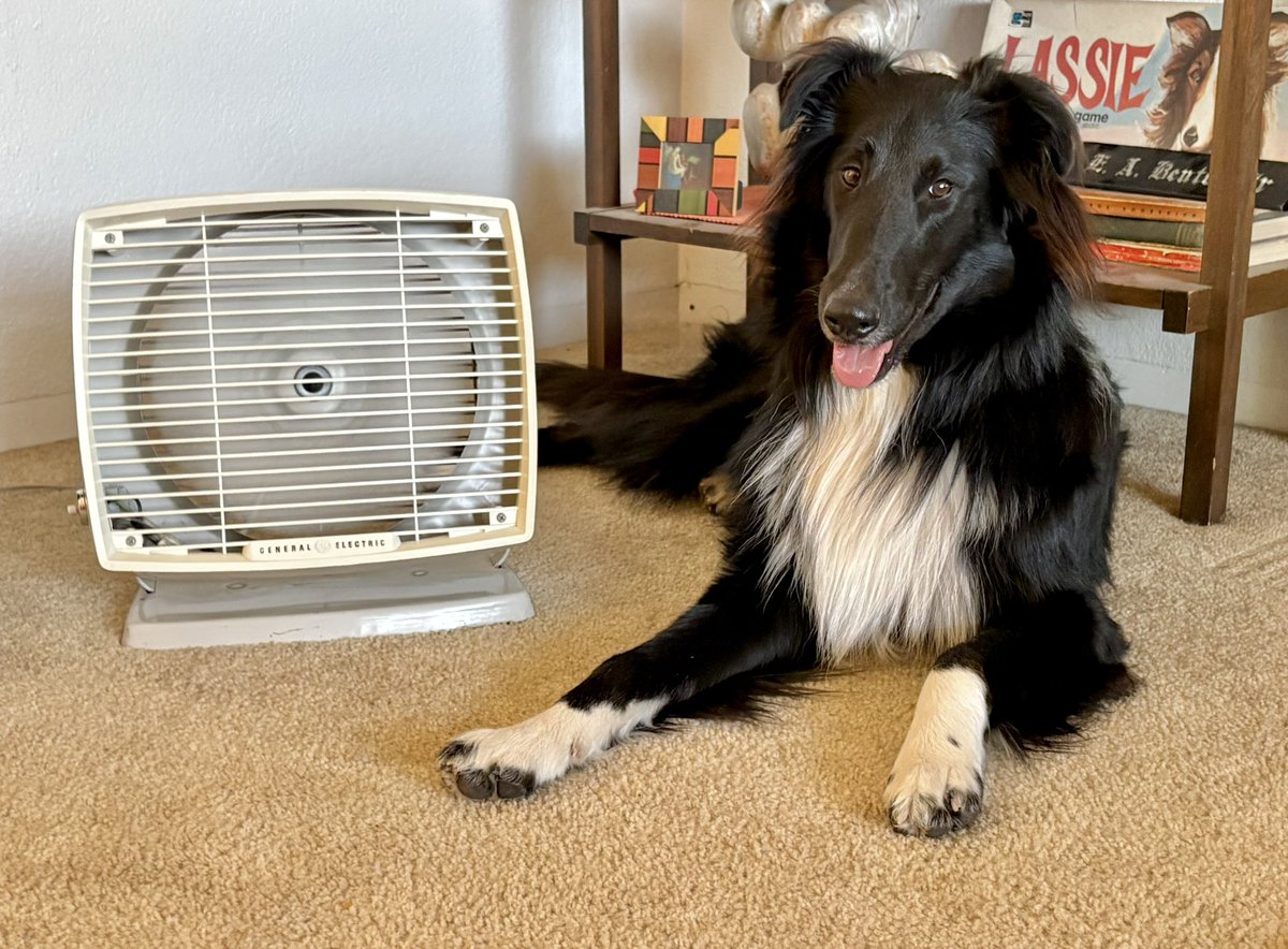 WilmaBenton19's tweet photo. I helped my mom clean up this old fan. Her mom used to use it in the kitchen when she was cooking dinner. (Can you imagine cooking fur 6 kids and no air conditioning?!) 
It still works great! 
#DogsOfTwitter #DogsOfX https://t.co/Ftsz0ugBvB