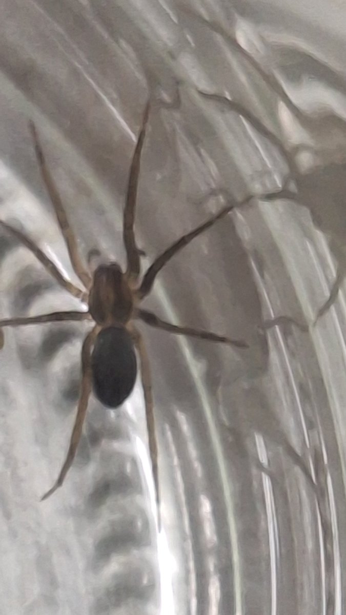 gawed's tweet photo. @Arachno_Cosas  como se llama está arañita? Naucalpan, estado de mexico. https://t.co/k6iThPAdy2