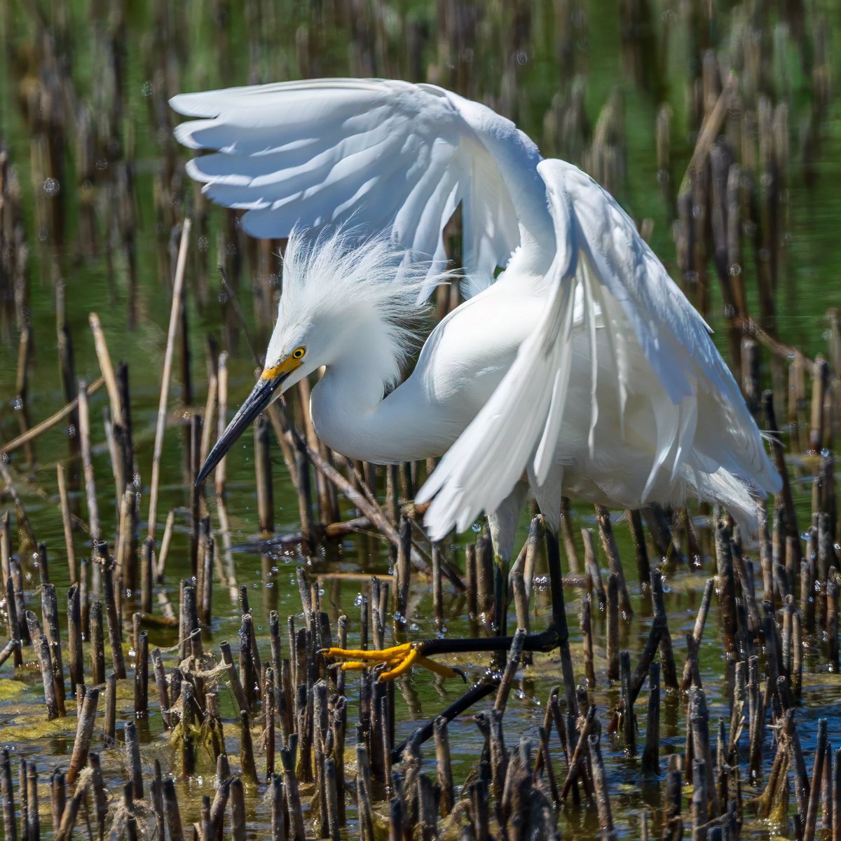 candiburke's tweet photo. Snow Egret on a stressful landing https://t.co/Qjfodtrvo7