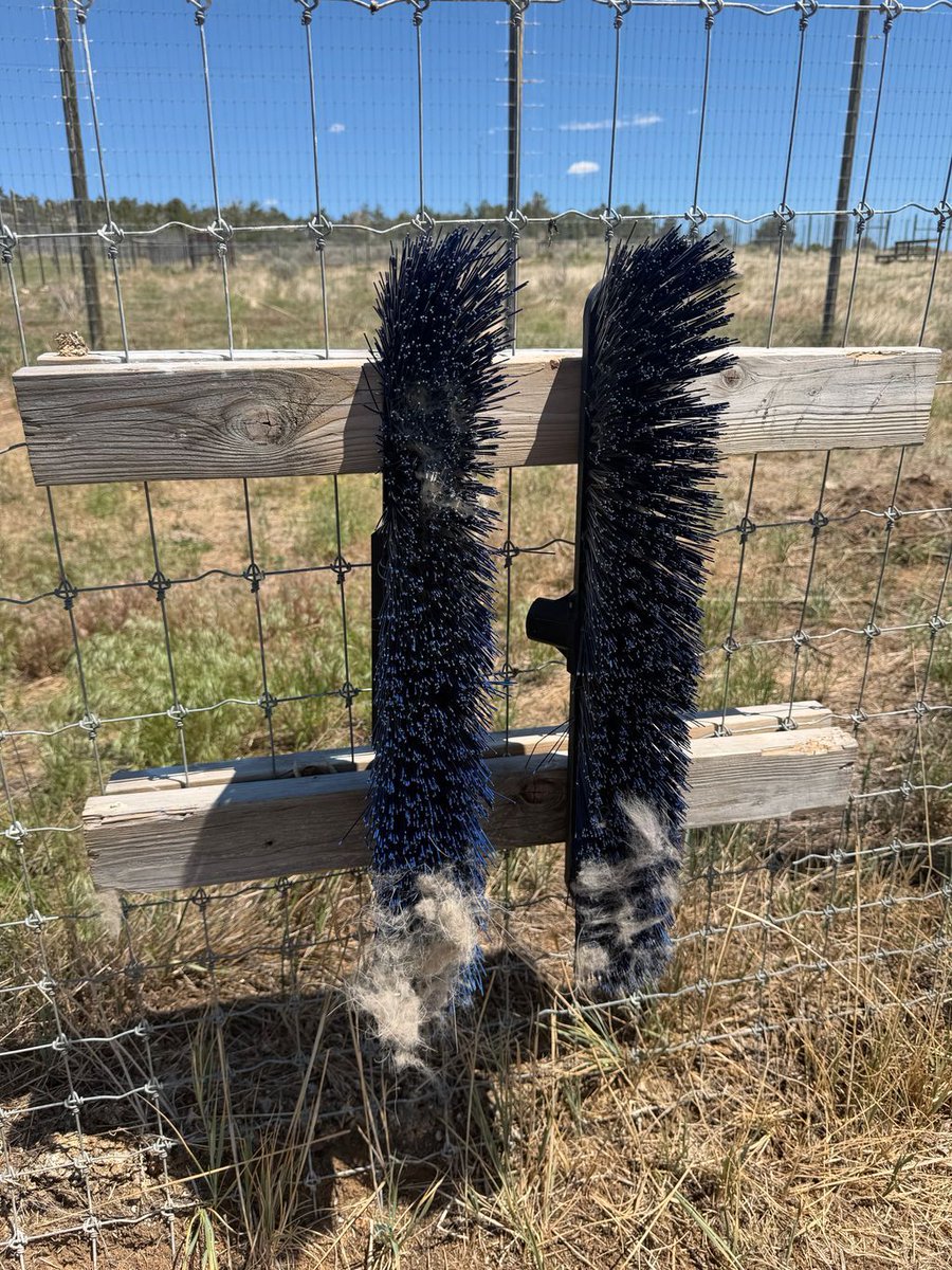 wolfhavenint's tweet photo. The first of our new giant splash tubs has made it into an enclosure at McCleery Ranch! And the timing couldn't be better, as the temperatures rise and the wolves' focus their energy on keeping cool - whether in a tub, scratching off their shedding hair, or enjoying a shady tree https://t.co/Ach1iZ9tOk
