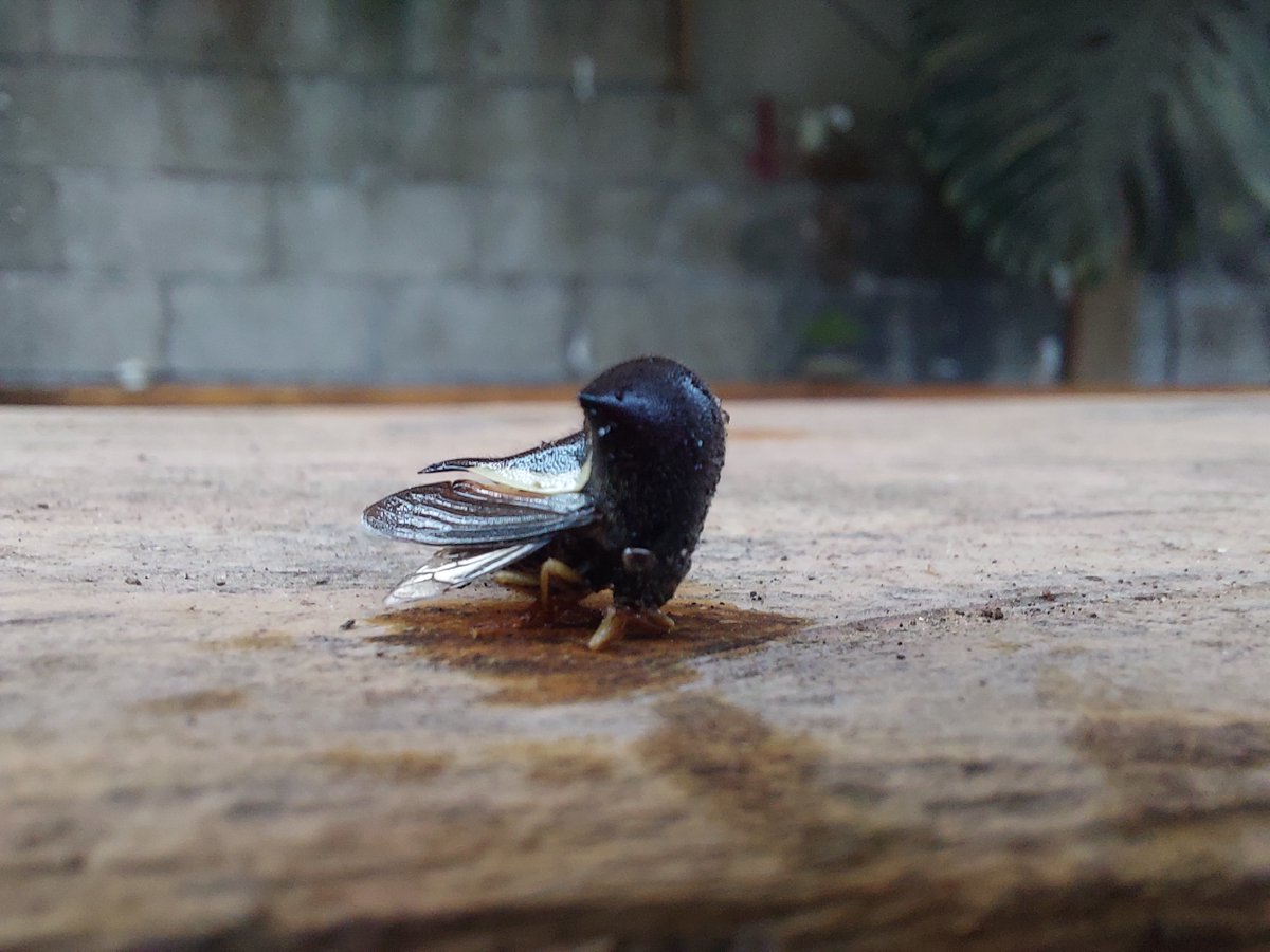 Sevi____'s tweet photo. Daily critter #111 https://t.co/WHFxVPASZE