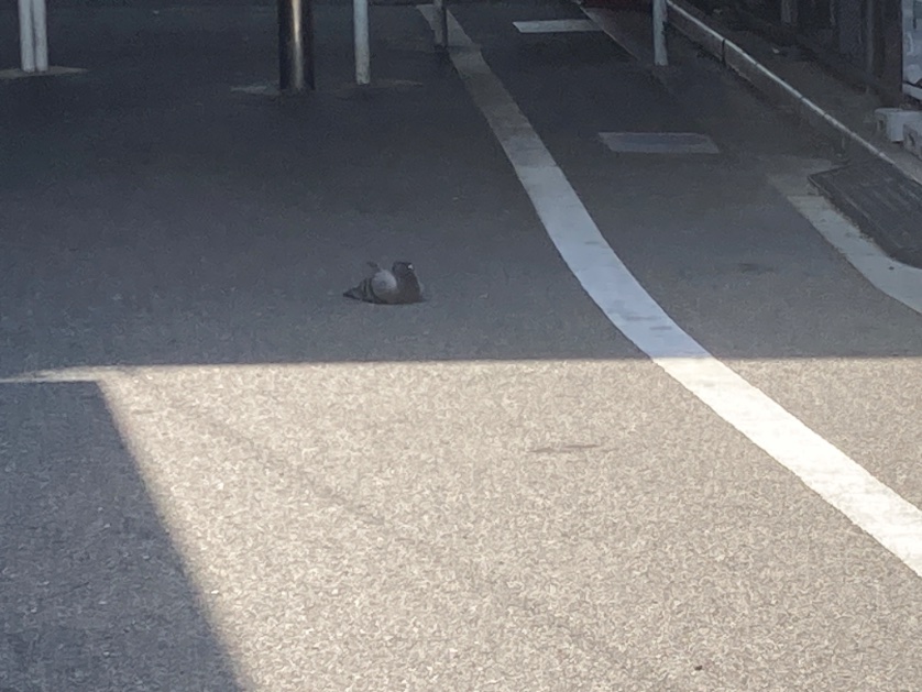 korehapendesuk1's tweet photo. にんげんも見習ってなるべく日陰で涼しくすごそうね https://t.co/P01Pc00gnA