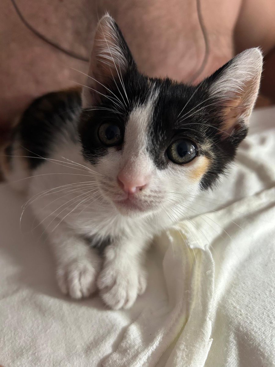 SilviaMylo's tweet photo. Precioso duendecillo de ojazos azules y hermosísima princesa tricolor ambos de dos mesecitos ♥️
Buscan una buena familia para toda la vida 🥰
Pueblo de Cádiz
618208620 https://t.co/5fv9PIFc0s