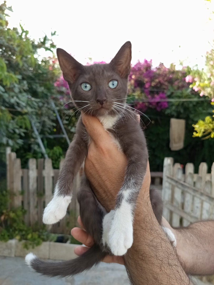 SilviaMylo's tweet photo. Precioso duendecillo de ojazos azules y hermosísima princesa tricolor ambos de dos mesecitos ♥️
Buscan una buena familia para toda la vida 🥰
Pueblo de Cádiz
618208620 https://t.co/5fv9PIFc0s