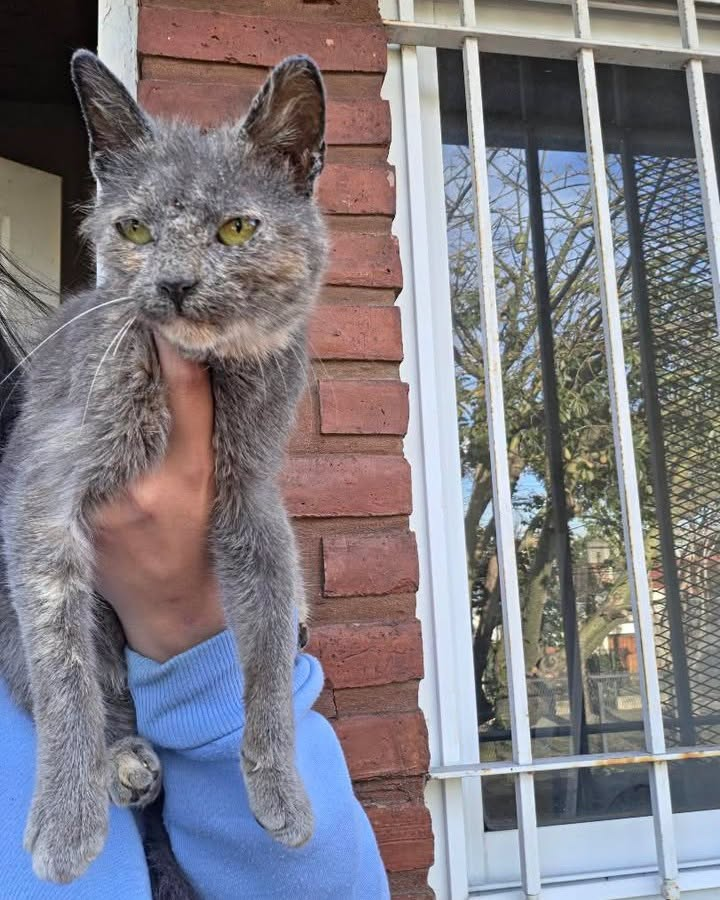 DeGatitos_'s tweet photo. URGENTE TRANSITO PARA GATITA EN WILDE!
Gatita de 4 meses, encontrada, con sarna. Ya tuvo su control veterinario y esta en tratamiento. Necesita un lugar a donde lo pueda hacer.
Contacto 11 6954-8403

#Transitoparagatito https://t.co/n2DJ9DciH9