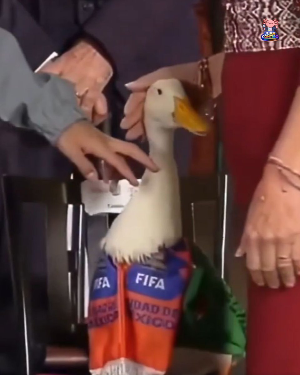 hacklatino2025's tweet photo. 🚨 El famoso #PatoMerlin, convertido en la mascota no oficial del  #Mundial2026, visitó #PalacioNacional tras una invitación de la presidenta Claudia Sheinbaum. Los dueños del ave anunciaron que iniciarán los trámites para registrarlo ante el IMPI.
 📢 #JuanContigo 🌎 #México https://t.co/ThczgHeVk8