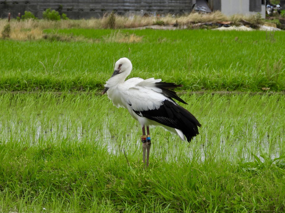 narutokounotori's tweet photo. 徳島県鳴門市大麻町 にて 2026年6月22日 国の特別天然記念物 コウノトリ J0044 父親 ゆうひ J0480 母親 あさひ 、
幼鳥3羽 J1008 輝 てる J1009 元 げん J1010 なるひ は 元気に生活しています。
 
#徳島県 #鳴門市 #コウノトリ #徳島 #鳴門 https://t.co/0IW7lZHNVp