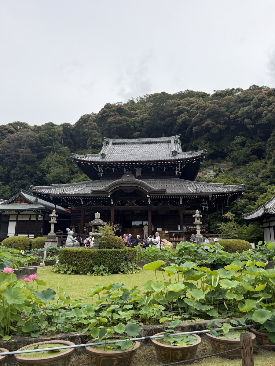 pm405's tweet photo. 三室戸寺→宇治上神社→平等院。早朝なので平和と思えばアジア系団体客うるさい。紫陽花は鎌倉の明月院の密集度に見慣れると物足らん。これから平等院鳳凰堂内15分間見学。
#三室戸寺 #宇治上神社 #平等院 #世界遺産 #国宝 https://t.co/nFM7QNsuGZ