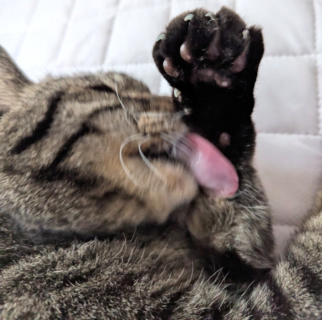 08miki20's tweet photo. うでぐいねこ https://t.co/jZwB96SBFc