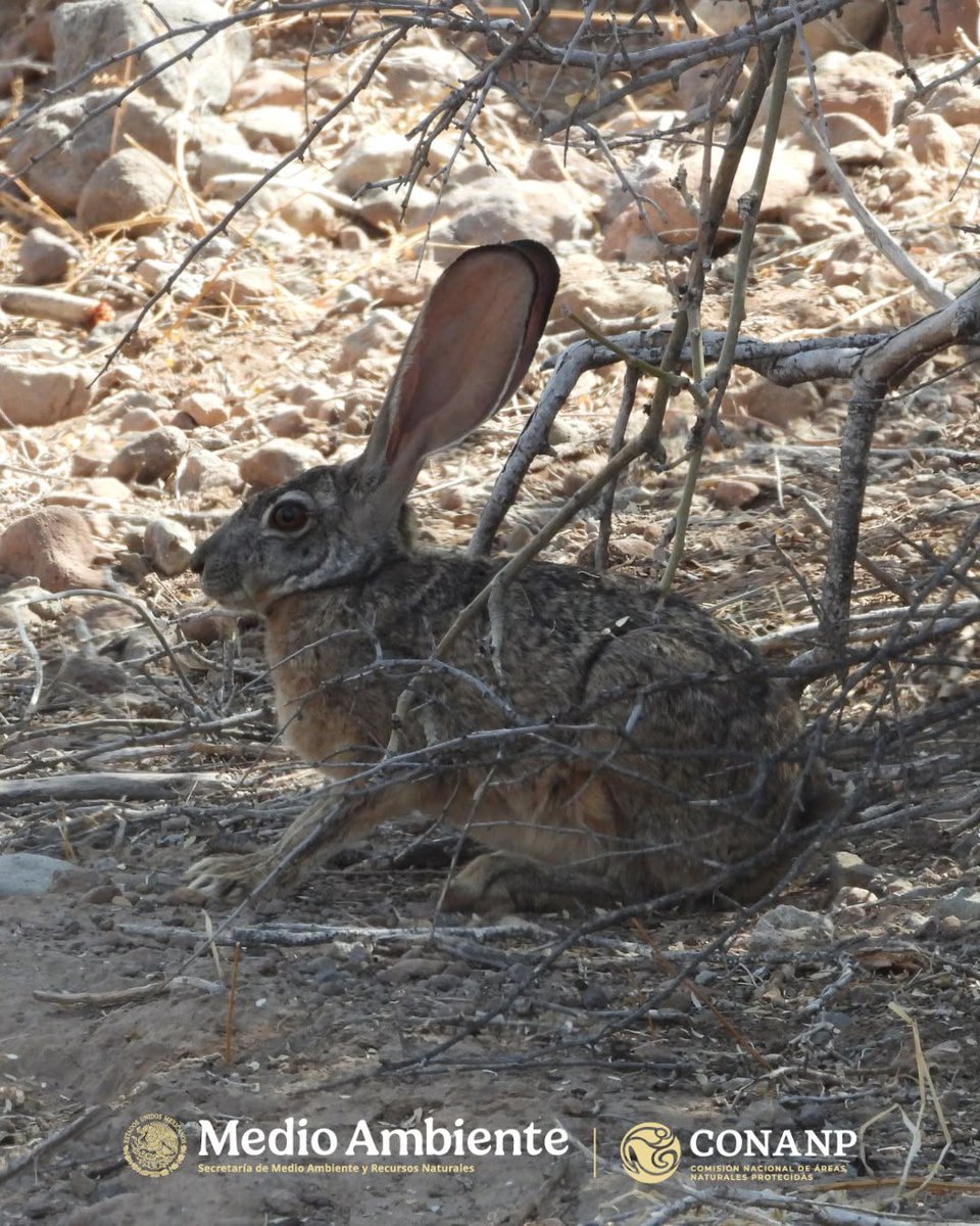 CONANP_mx's tweet photo. En el PN #LoretoII, la #LiebreColaNegra (Lepus californicus) cumple un rol ecológico vital como eslabón intermedio en la cadena alimenticia de las zonas áridas. 🐇

Es clave para el equilibrio de la vegetación nativa y el sustento de los depredadores del Parque Nacional. 🏜️ https://t.co/rndibAqgAv