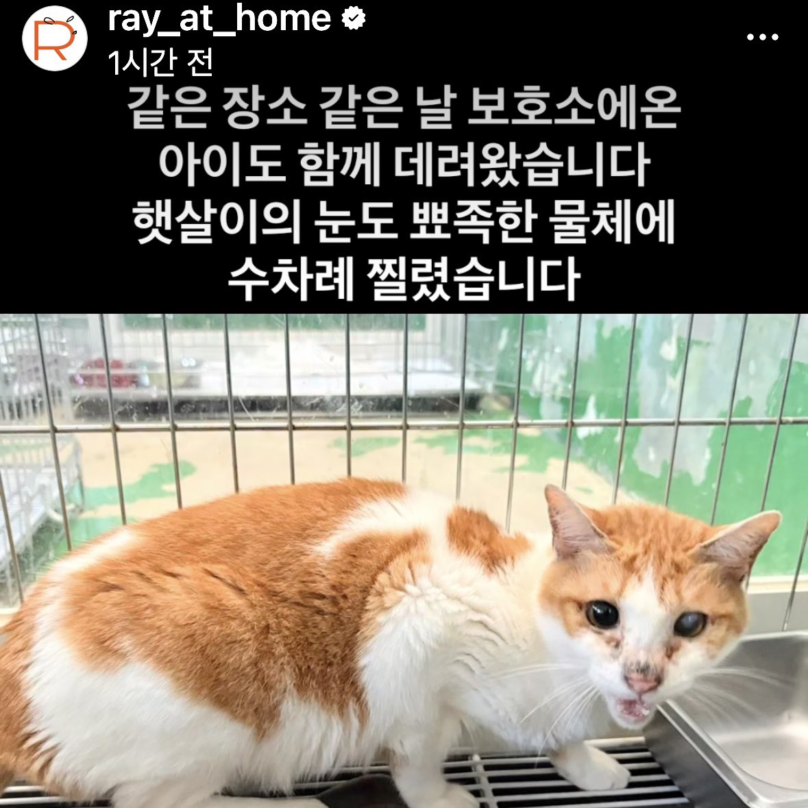 nugabanunu's tweet photo. 포인핸드에 올라온 귀 잘린 고양이 눈도 찔렸고 귀도 자르려고 했다네요...
제가 다니는 센터에서 구조했는데 아이들 치료비 도움 부탁드립니다🙏

(사)디어레이 하나은행 335910028-04404 https://t.co/YejzZkPDOg