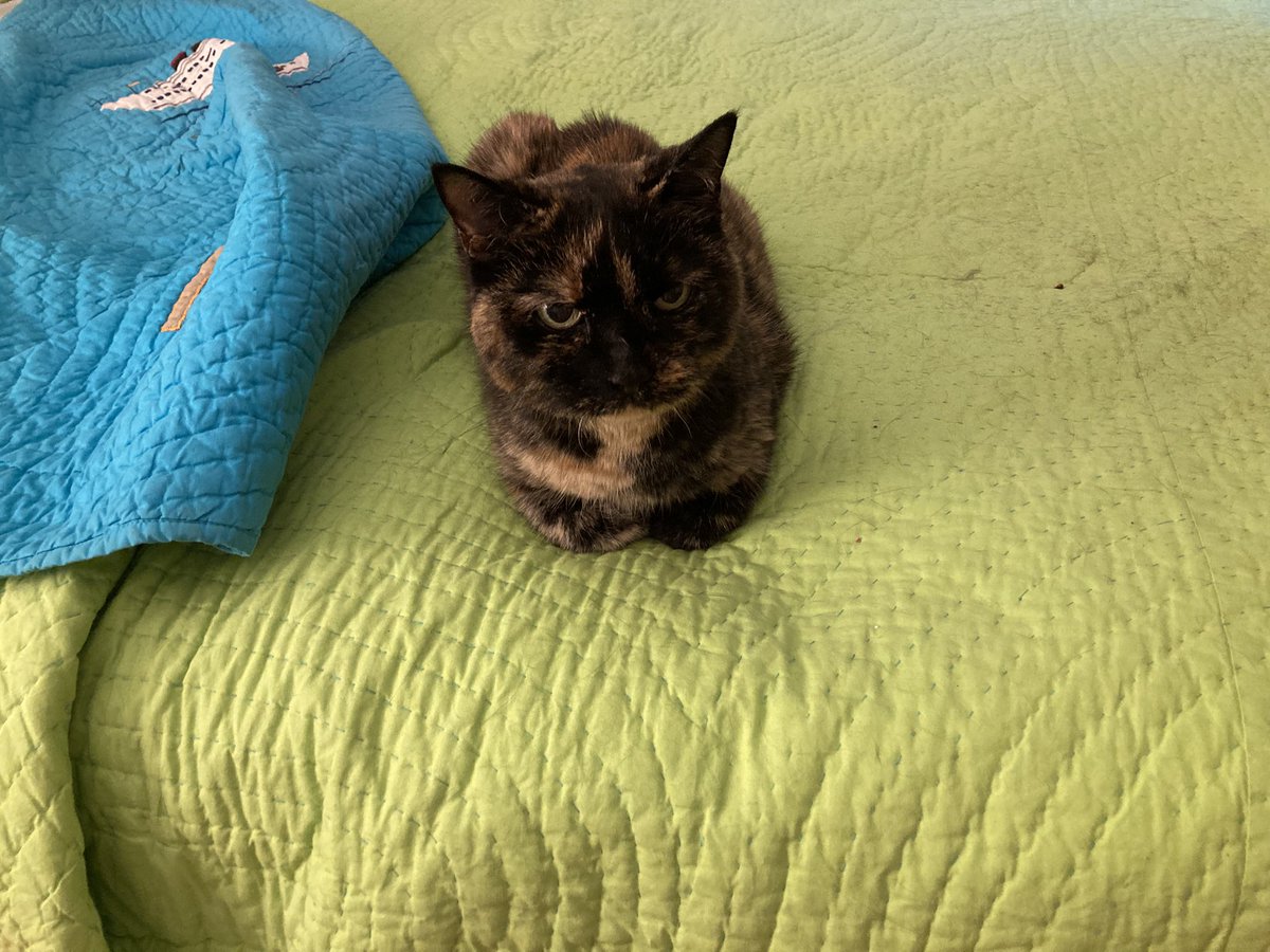 HatterpillerCat's tweet photo. Help Jamil
😿 https://t.co/ZRpmMYBUPf