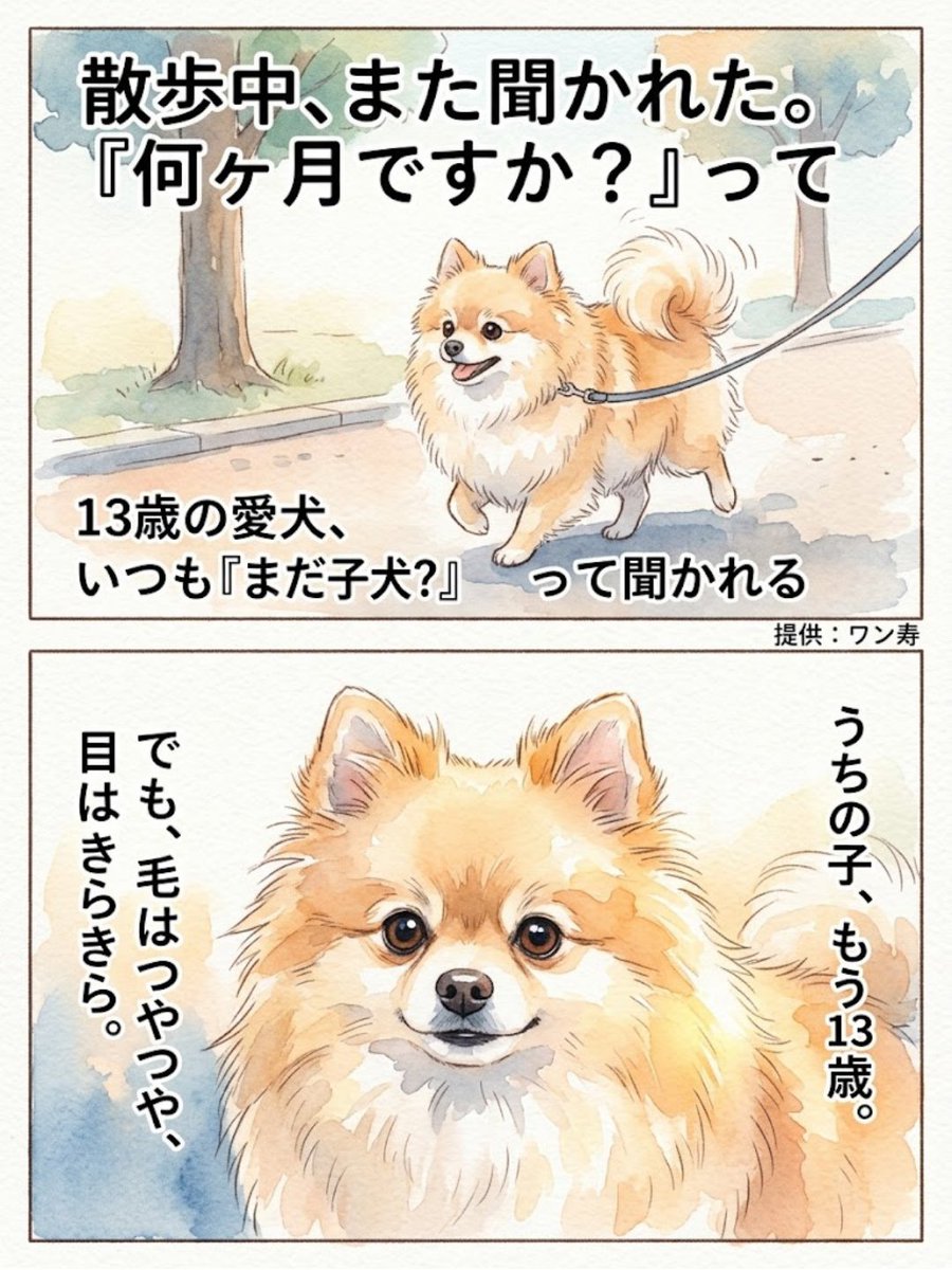 lifefire_zndmn's tweet photo. 13歳の愛犬、いつも「まだ子犬?」って聞かれる https://t.co/hcOaPFj9Yu