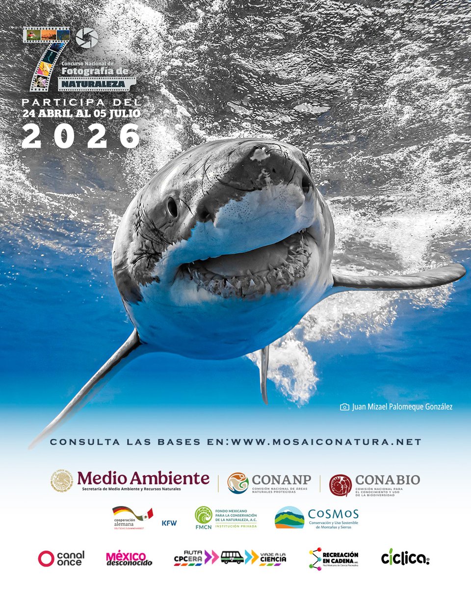 CONANP_mx's tweet photo. El 7° Concurso Nacional de Fotografía de Naturaleza #MosaicoNatura busca imágenes que capturen la riqueza natural de nuestro país y que cuenten la historia de la fascinante biodiversidad que nos rodea y cómo nos vinculamos con ella. 📷🇲🇽

¡Participa! ➡️ https://t.co/McULcWb88r ✨ https://t.co/LJVWw0UtPt