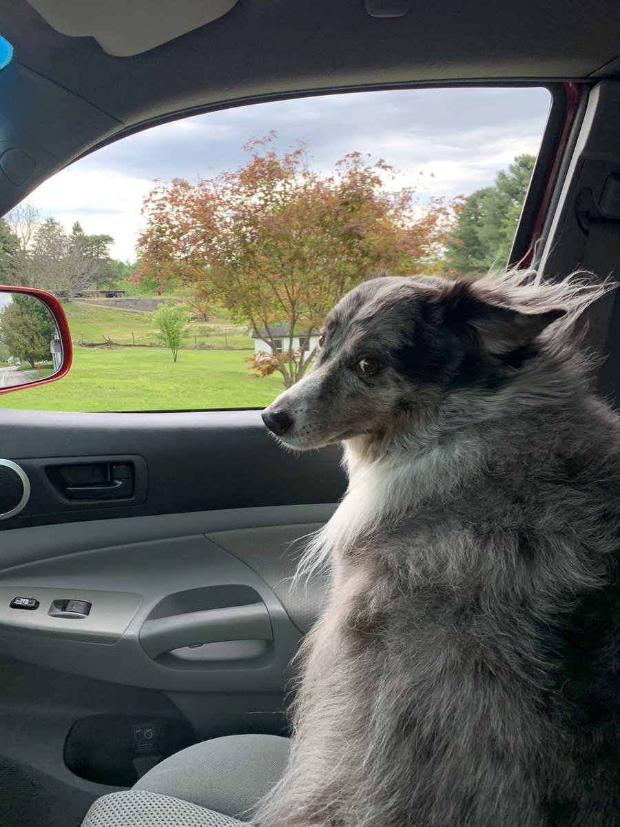 ron_mentzer's tweet photo. Our pup got her Summer cut this weekend. My house is split on her having long hair vs short hair. 

Which is the better look?👀 
#puppy #doggrooming #goodgirl https://t.co/hh3mKHeBy2