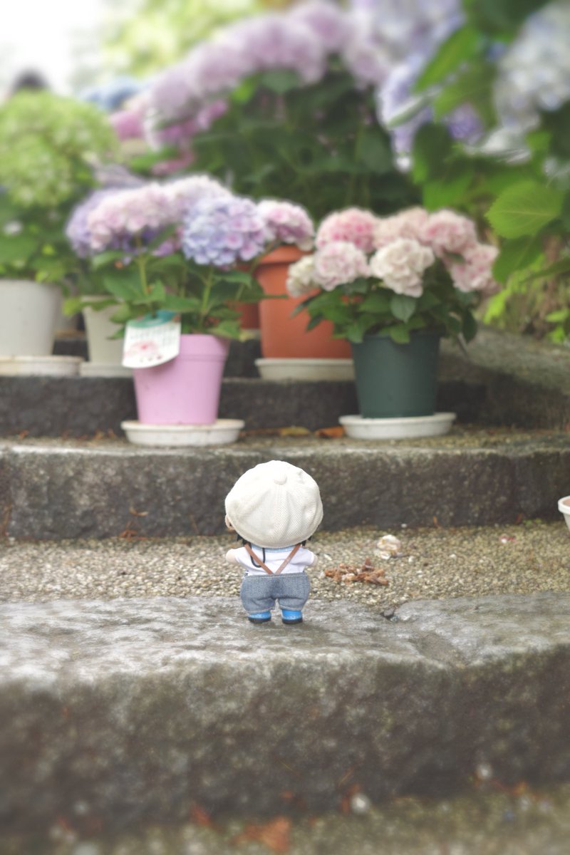 honerou123's tweet photo. ほっねろうですぬ！
このあいだ、おかでらっておてらにあじさいをみにいったんぬ！
すごくきれいであっかんだったぬよ〜！！
あじさいさんきれいきれいぬ https://t.co/PHbIm4yOt5