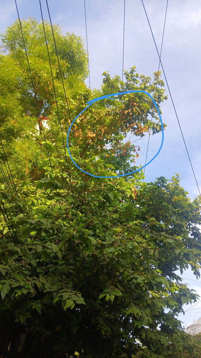 RSPItsMe's tweet photo. 🚨 ​புகார் அளித்தும் இன்னும் நடவடிக்கை எடுக்கப்படவில்லை. நேற்று மரக்கிளைகள் மின்சாரக் கம்பியில் பலமாக உரசி, தீ விபத்து ஏற்பட்டுள்ளது. ஏதேனும் பெரிய அசம்பாவிதம் அல்லது உயிர்ச்சேதம் ஏற்பட்ட பிறகுதான் நடவடிக்கை எடுப்பீர்களா?
​@TANGEDCO_Offcl @gcccorporation
#PublicSafety #Urgent https://t.co/pct17O73vE