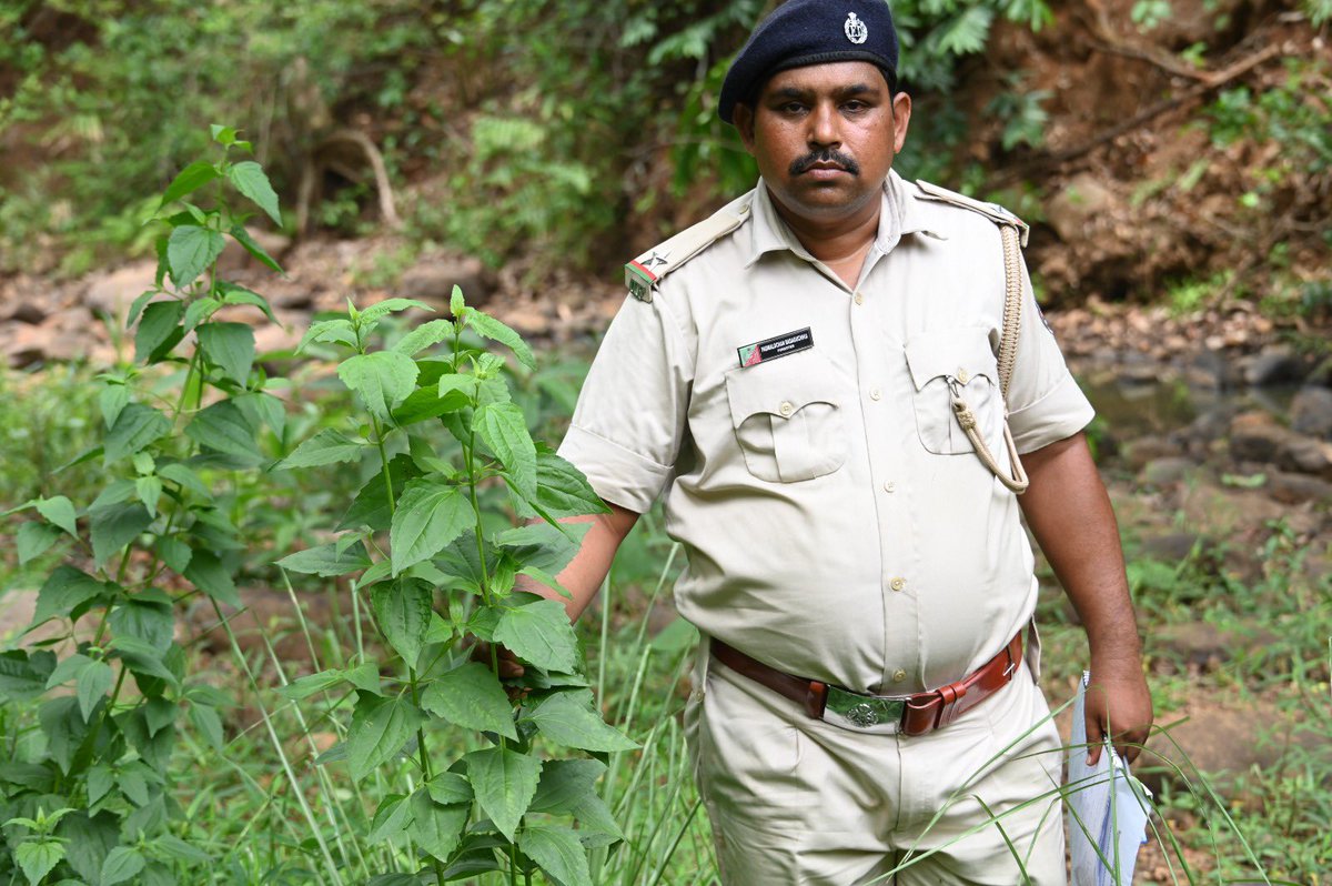 BiotechSanjeet's tweet photo. Chromolaena odorata (L.) R.M. King & H. Rob., is one of the most invasive #weeds threatening #forest ecosystems and meadow #habitats. Its rapid spread suppresses native #vegetation, reduces #biodiversity, and hampers habitat restoration efforts. Urgent field-level #management and control #measures are essential to prevent further #degradation and ensure the successful restoration of forests and #meadows.
@CMO_Odisha @MohanMOdisha @PCCFWL_Odisha @rameshpandeyifs @PMOIndia @narendramodi_in @EnvironmentPib @UNEP @SDG2030 @Sdg13Un