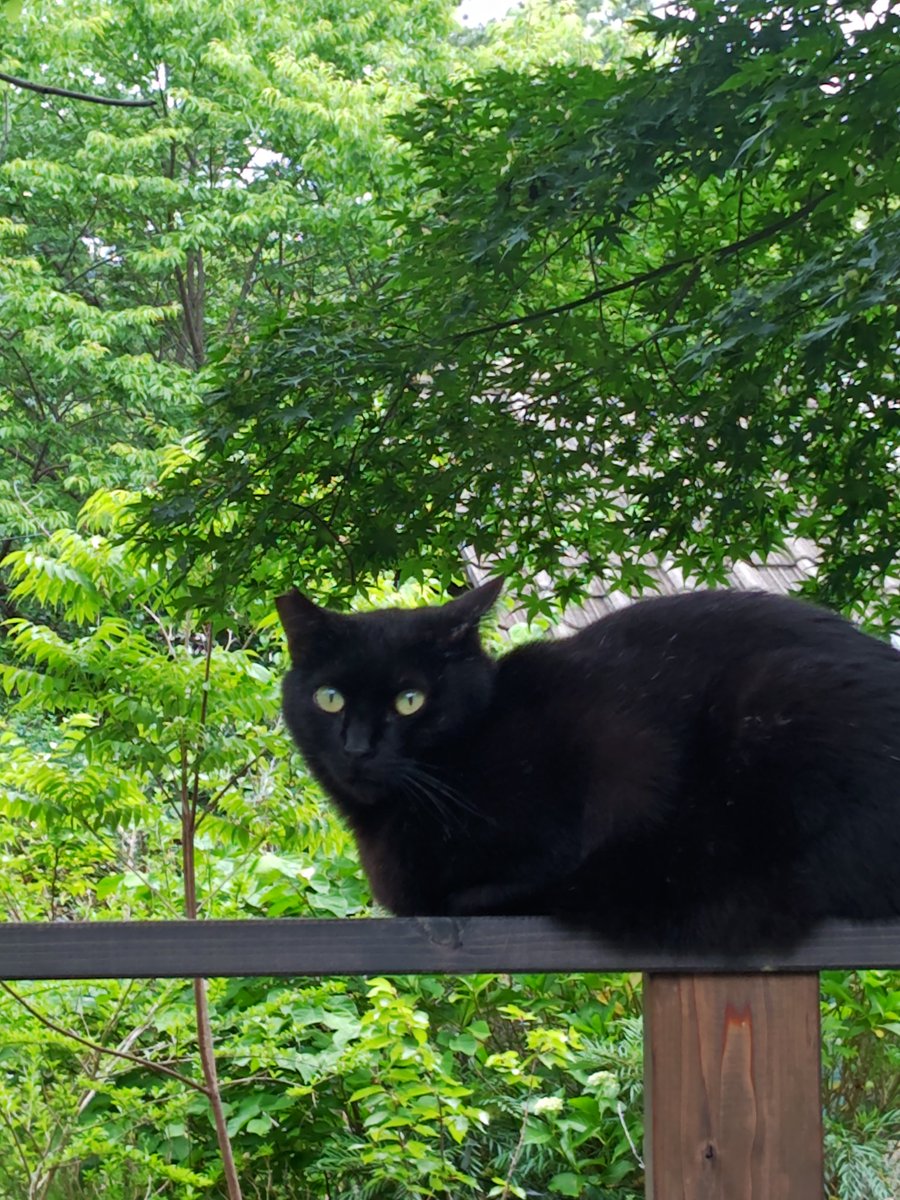 oluha0610's tweet photo. おはようございます☀☁
イカの黒作りで朝食、あと毛利の黒猫。
#おうちごはん #キッチンごっこ #homemadecooking #kitchenplay https://t.co/m5DHacdOK9