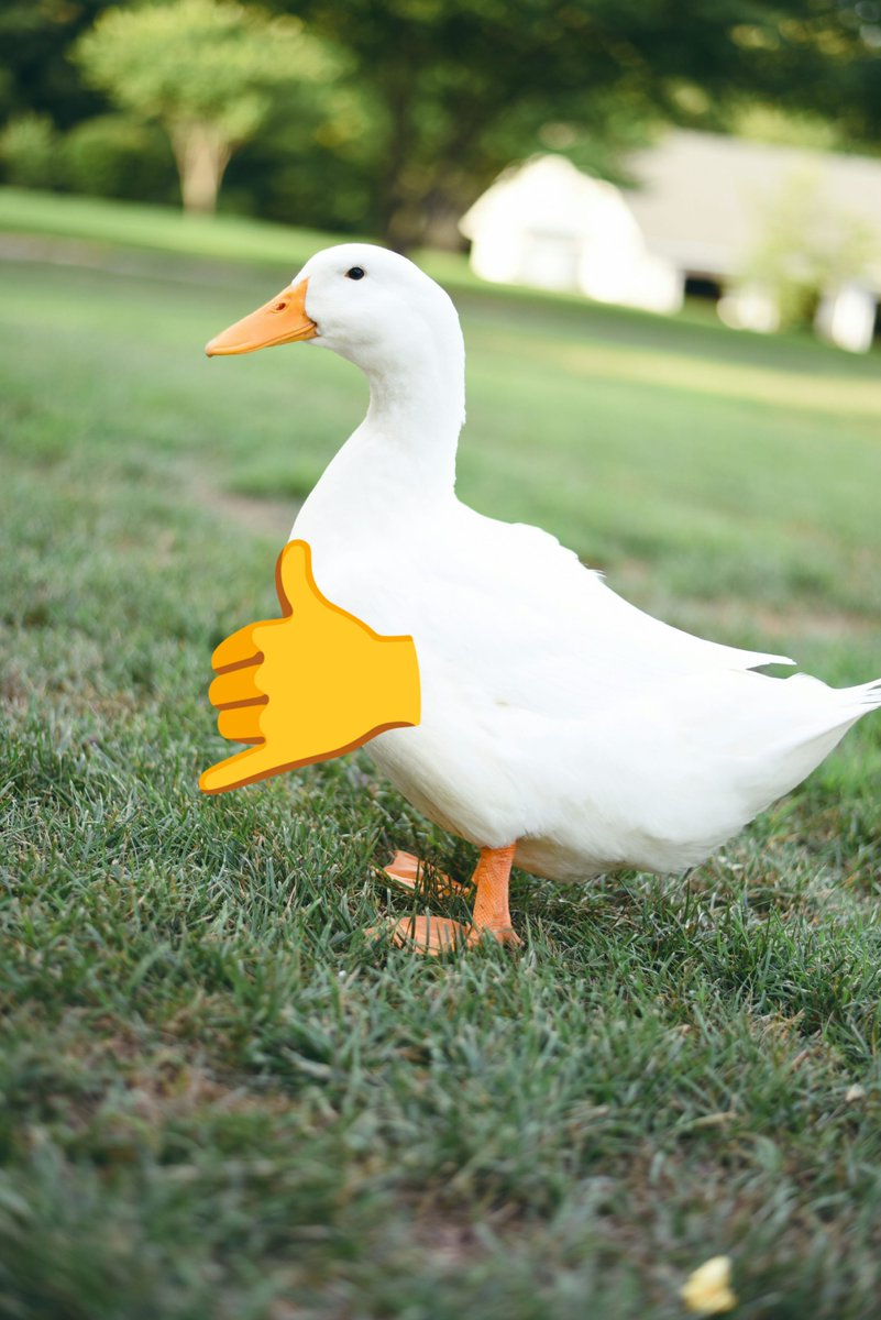 JosheMart's tweet photo. Le dije a la IA que haga un animal capaz de vivir en la tierra, agua y aire.
Lo que hace la IA / lo que hace Ñandejára https://t.co/CJkHtaUHtV