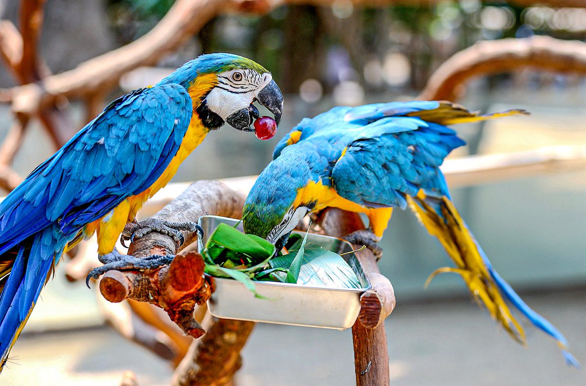 ihenan_'s tweet photo. During the Dragon Boat Festival holiday, #Zhengzhou Zoo prepared custom-made #zongzi tailored to the diets and nutritional needs of different animals. Ring-tailed lemurs, red pandas, macaws, lynxes and many other little animals all got to enjoy the special festival feast!😋
📸Deng Fang & Li Wenyue
#Henan #photography #animals #photograohyisart #photooftheday #写真 #摄影