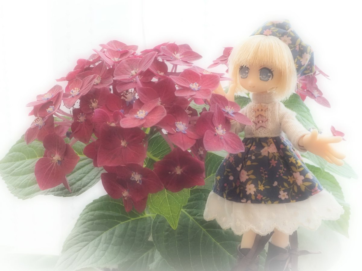 AY_RE_2021's tweet photo. 🗞️アヤメ横丁通信📰
おはようございます😊
二十四節気の夏至に入って
全国各地🗾のアジサイ(紫陽花)が色づいていますが😌
アヤメ横丁の玄関先🚪で咲く
鉢物の西洋アジサイ(ハイドランジア)がチョコレート色🤎に染まりました🥰
クラム「その名もハイドランジア  ‘マジカルチョコレート’🪄🍫ですよー🧙‍♀️」 https://t.co/n998qnrXOU