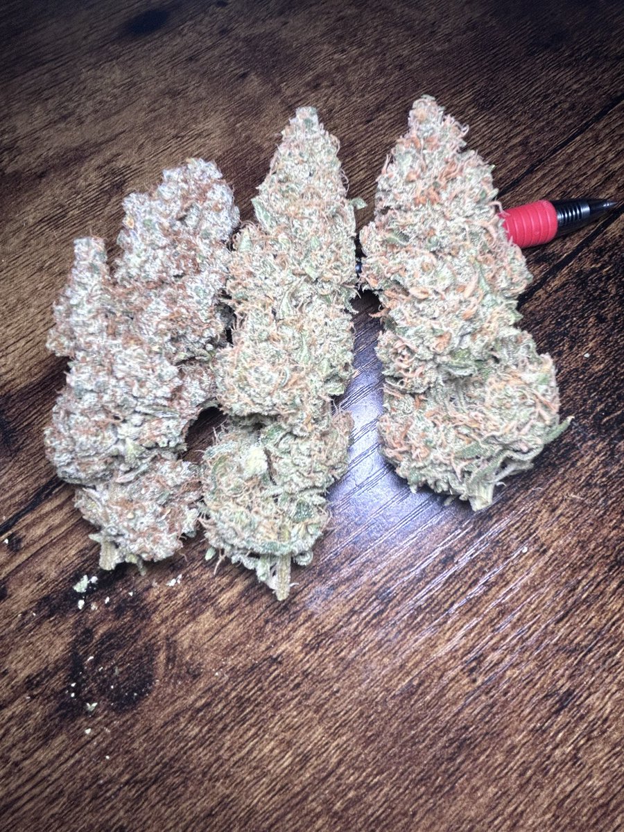 thecannalife420's tweet photo. Triple Cheese 🧀
3 phenos.
1 harvest.
730g keeper flower.
Which one are you choosing? 👇
@autopotusa
@FrontRowAG
#TripleCheese #BarneysFarm #AutoPot #AutoPots #FrontRowAg #MammothLighting #NovaSun #HomeGrow #CannabisCultivation #CraftCannabis #GrowLife #GrowersCommunity #IndoorGrowing #Harvest #PhenoHunt #CannabisCommunity #GrowJournal #Homegrown