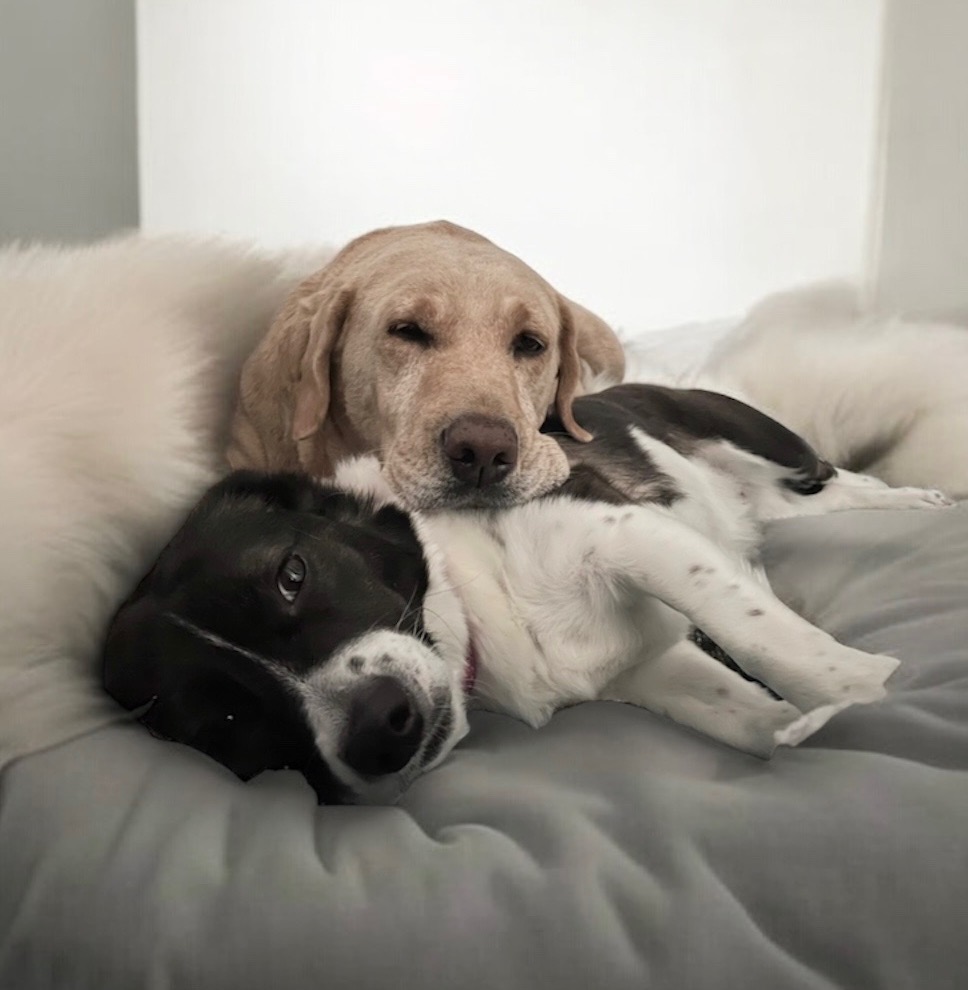 doghubusa's tweet photo. 🐶 Fun fact from Maddy &amp; Macy: Dogs remember routines, voices &amp; emotions—no clock needed!

https://t.co/pcnsDlwEvN

#doglife #dogmomlife #dogdadlife #rescuedogs https://t.co/1CGMD5GBLO