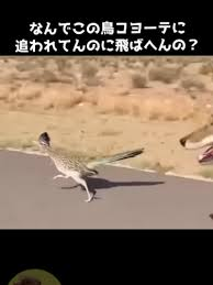 CHARAAAJUNIOR's tweet photo. 人間は２足歩行。４足歩行には速さで勝てない
↓
ダチョウは２足歩行でも速い
↓
デカいから速いだけ

って思ってたけどこいつの存在がすべてを否定する https://t.co/IV4pwxP0u3
