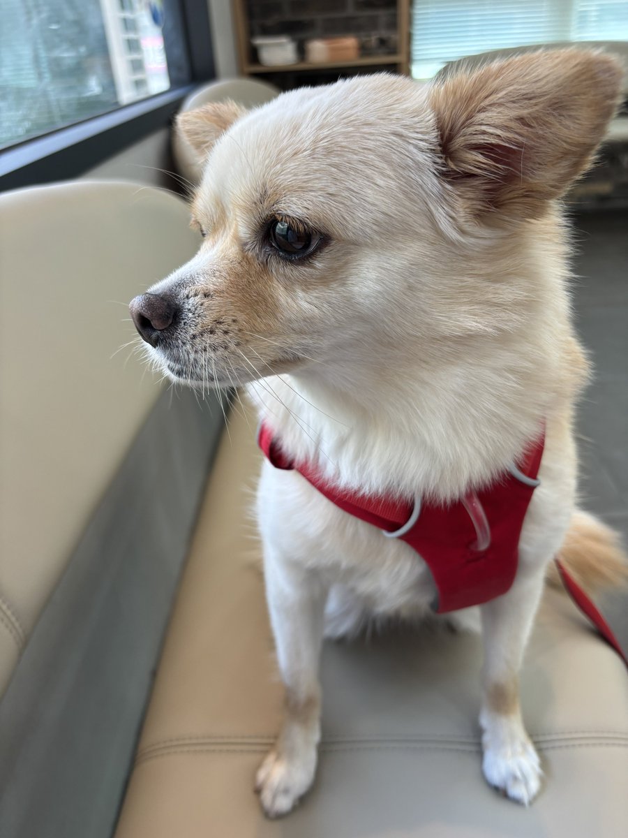 dog_fromhell's tweet photo. 발톱 깎고 나와서 시무룩해짐… https://t.co/z0h7aIrqxR