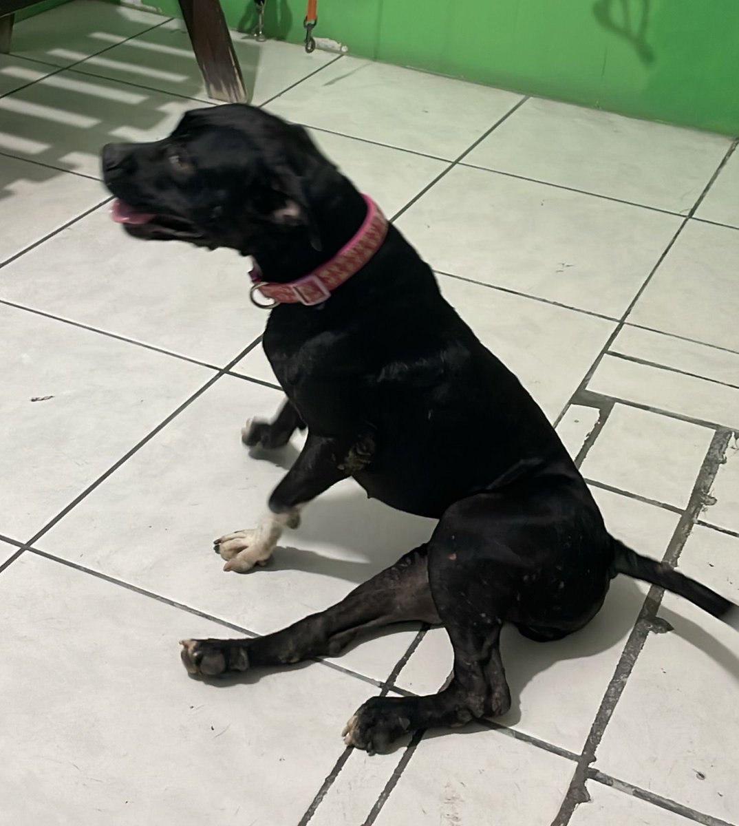 gllgina1's tweet photo. Muy tristes pues Celia regreso a la Veterinaria .. su hogar temporal hizo todo lo posible pero empezo con sangrados y muchisima diarrea🥺 .. ella es sobreviviente de moquillo.. erliquia.. prolapso vaginal.. ojala nos puedan apoyar adquieriendo un numero para la rifa con causa 🙏 https://t.co/NhEaTVTP8w