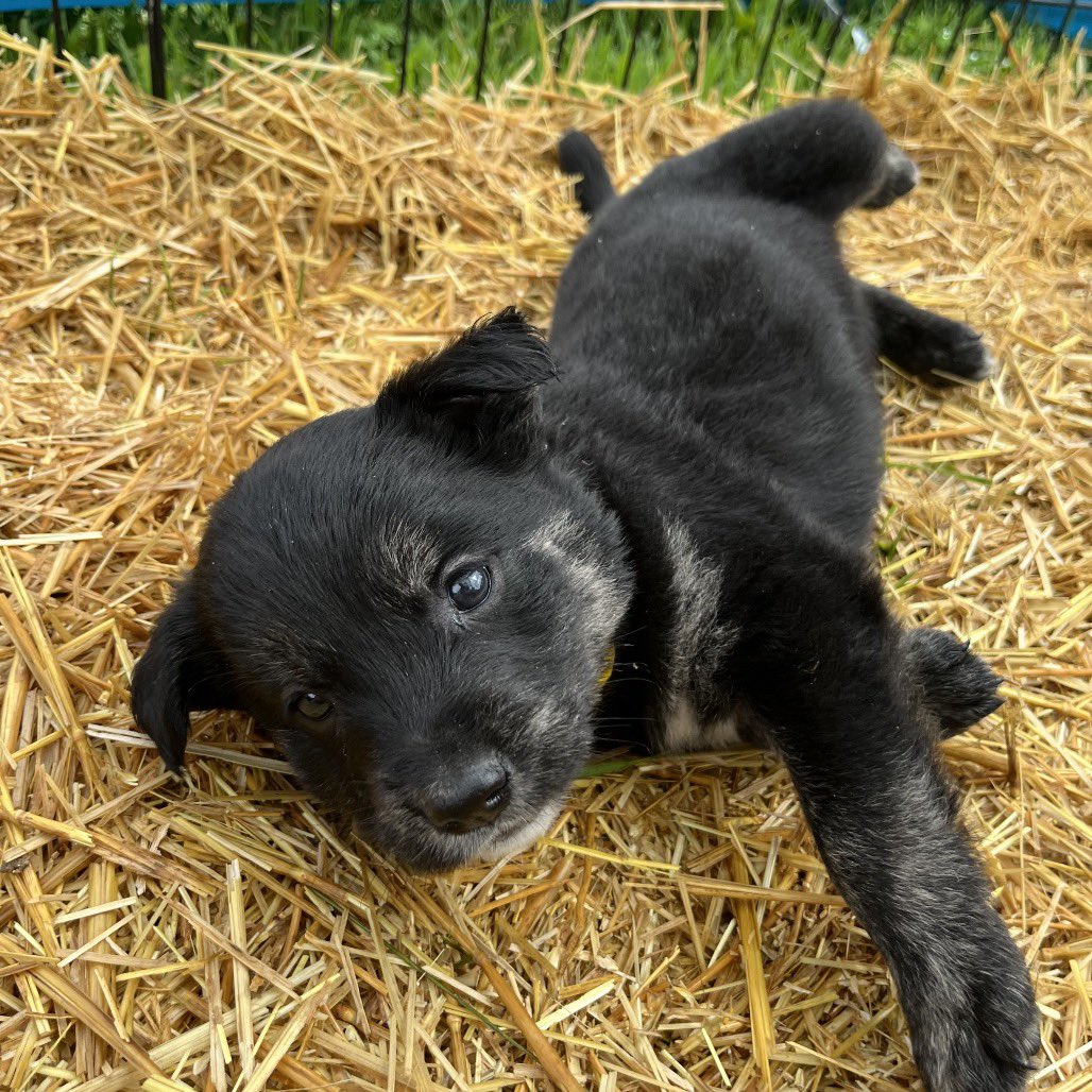 SCARS_Alberta's tweet photo. 🐶 Puppy Palooza! 🐶

Just look at us! We’re an adorable litter of puppies looking for our forever families. ❤️

We’ll be getting vetted at Westlock Vet on July 2, and we’ll be ready for meet-and-greets on July 3 at the Morinville Rescue Centre!

Think one of us could be your new best friend? We’d love to meet you!

We’re looking for:
🐾 A stable, loving forever home
🐾 Someone committed to training and guiding us
🐾 A family who will love us for life
🐾 A patient human to help us master toilet training

Ready to add a puppy to your family? Apply today and come meet us! 🐶💕

Apply online at https://t.co/6LEM3aPAnL

StormSCRS-A-12587
Thunder  SCRS-A-12588
FrostSCRS-A-12589
RiverSCRS-A-12590
CloudSCRS-A-12591
BreezeSCRS-A-12592