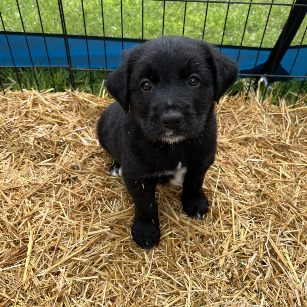 SCARS_Alberta's tweet photo. 🐶 Puppy Palooza! 🐶

Just look at us! We’re an adorable litter of puppies looking for our forever families. ❤️

We’ll be getting vetted at Westlock Vet on July 2, and we’ll be ready for meet-and-greets on July 3 at the Morinville Rescue Centre!

Think one of us could be your new best friend? We’d love to meet you!

We’re looking for:
🐾 A stable, loving forever home
🐾 Someone committed to training and guiding us
🐾 A family who will love us for life
🐾 A patient human to help us master toilet training

Ready to add a puppy to your family? Apply today and come meet us! 🐶💕

Apply online at https://t.co/6LEM3aPAnL

StormSCRS-A-12587
Thunder  SCRS-A-12588
FrostSCRS-A-12589
RiverSCRS-A-12590
CloudSCRS-A-12591
BreezeSCRS-A-12592