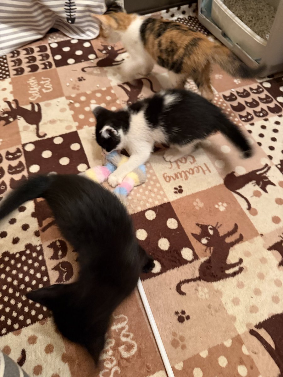 chamatea22's tweet photo. 2026.6.23(火)
本日はお休みさせて頂きます

黒子猫(黒福くん)の緊急入院〜
退院で今は元気に復活して遊んで
ますがしばらく見守りが必要な為
ご迷惑をお掛けしますが
よろしくお願いしますm(_ _)m https://t.co/vFaJrcpPoO