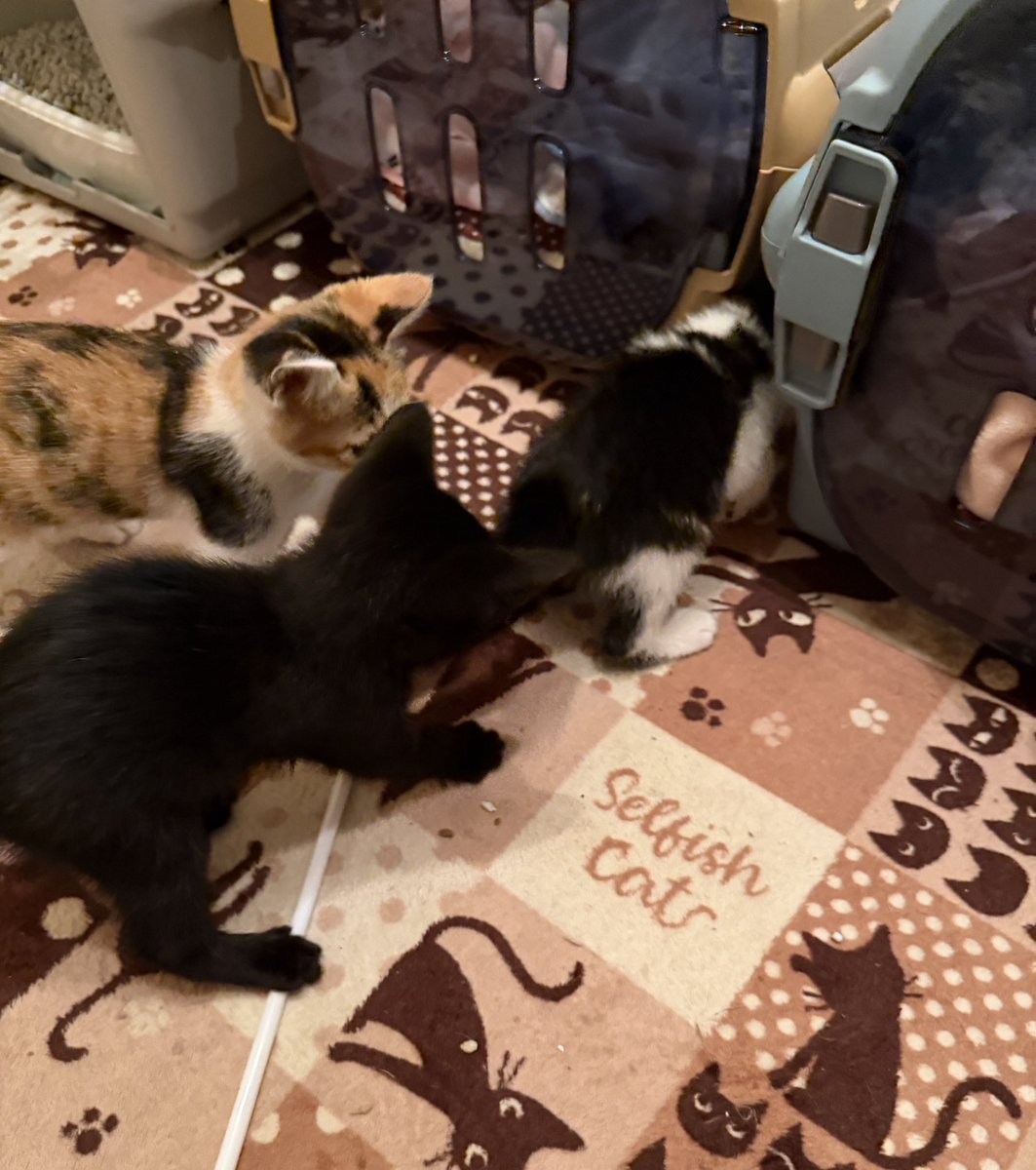 chamatea22's tweet photo. 2026.6.23(火)
本日はお休みさせて頂きます

黒子猫(黒福くん)の緊急入院〜
退院で今は元気に復活して遊んで
ますがしばらく見守りが必要な為
ご迷惑をお掛けしますが
よろしくお願いしますm(_ _)m https://t.co/vFaJrcpPoO