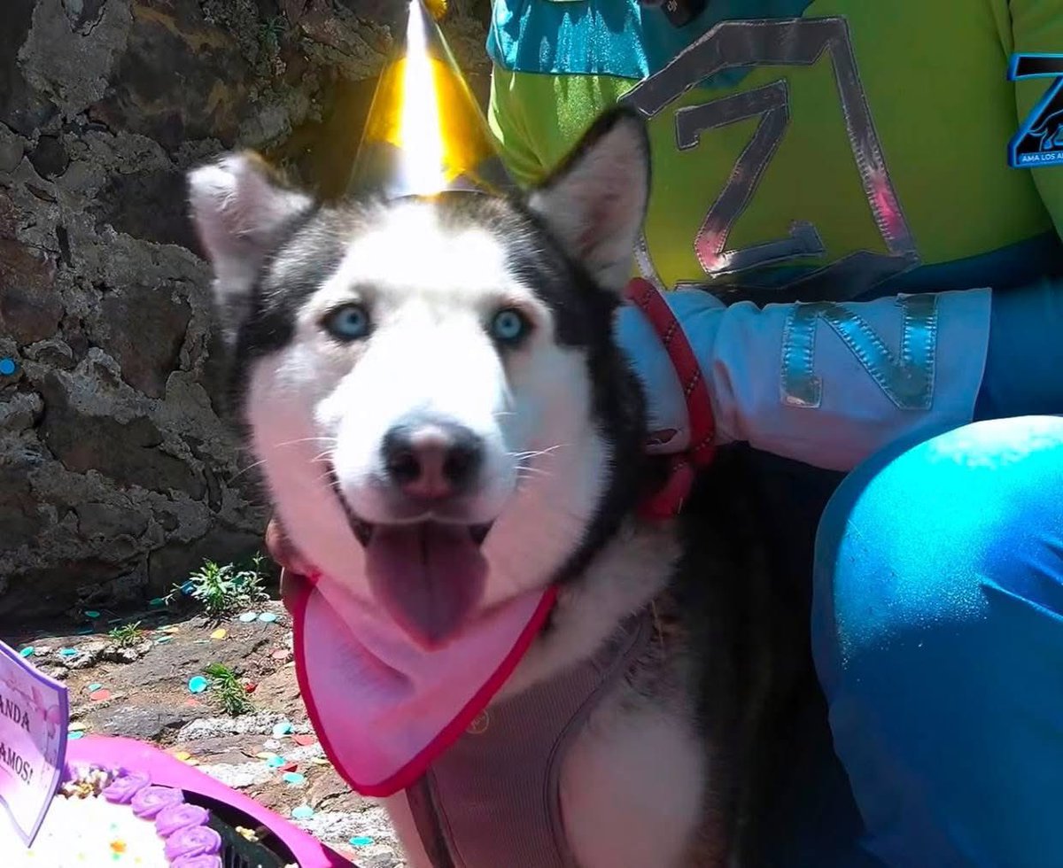 RescateAnimal's tweet photo. 🟢 ¿ME ADOPTAS?
¡Me llamo Jacaranda! Conoce más 👇🏻

♀️  Hembra | 7 años
✴️ Talla mediana/grande
✅ Desparasitada, vacunada y esterilizada
💟 Convive con perritos 
⚡️ Energía alta
🇲🇽 Adopción en CDMX y Edomex

☎️ ¡Conóceme!
Zadrigman 
https://t.co/B0cqTR8NVA 🐾 https://t.co/uxHeuiilVu