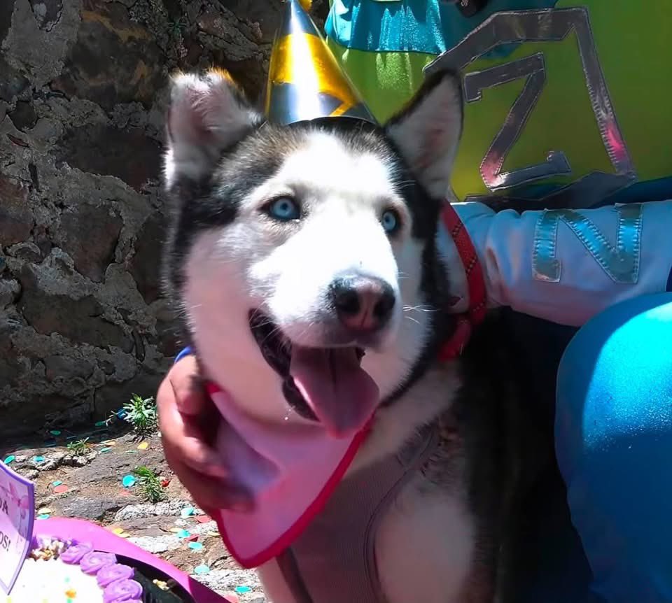 RescateAnimal's tweet photo. 🟢 ¿ME ADOPTAS?
¡Me llamo Jacaranda! Conoce más 👇🏻

♀️  Hembra | 7 años
✴️ Talla mediana/grande
✅ Desparasitada, vacunada y esterilizada
💟 Convive con perritos 
⚡️ Energía alta
🇲🇽 Adopción en CDMX y Edomex

☎️ ¡Conóceme!
Zadrigman 
https://t.co/B0cqTR8NVA 🐾 https://t.co/uxHeuiilVu