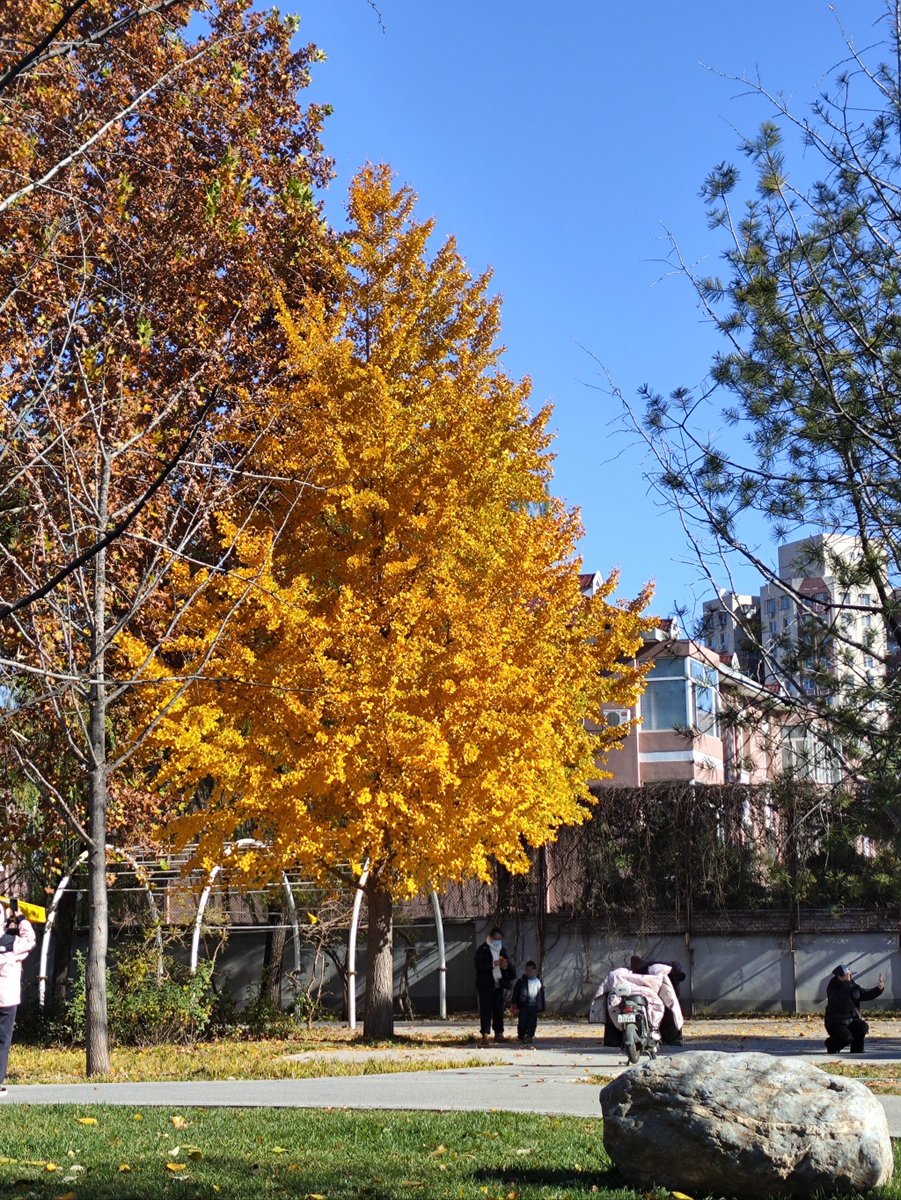 ninzyaka1's tweet photo. Autumn breeze brings golden maple leaves and warm pumpkin lattes — the coziest vibe for this crisp season. ， https://t.co/Ux0xwe9Ufl