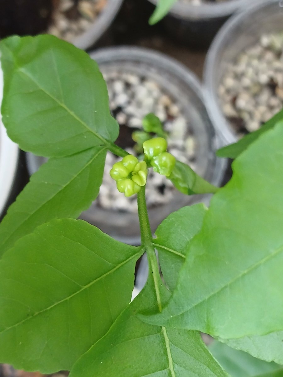 VickyPolon's tweet photo. 先月播種したホワイトサポテ、若苗なのにもう開花しています。グレープフルーツの実生苗で見られる播種直後の開花と同じ現象か？
#expat #countrylife #gardening #fruitgrowing #家庭菜園 #ガーデニング #田舎暮らし #果樹栽培 https://t.co/3Hx7ITFnae