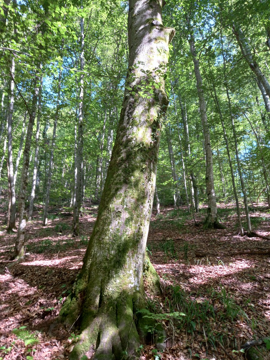 keeper_of_books's tweet photo. Good morning treepeople and happy #thicktrunktuesday https://t.co/sQL0mQp8Ur